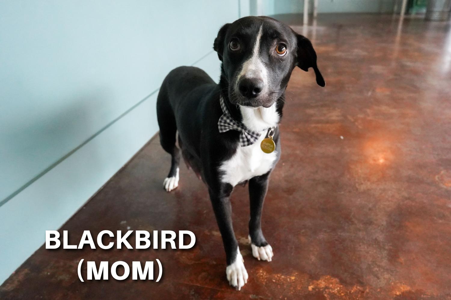 Enlarge Myna, an adoptable mixed breed in San Antonio, TX image 3/5