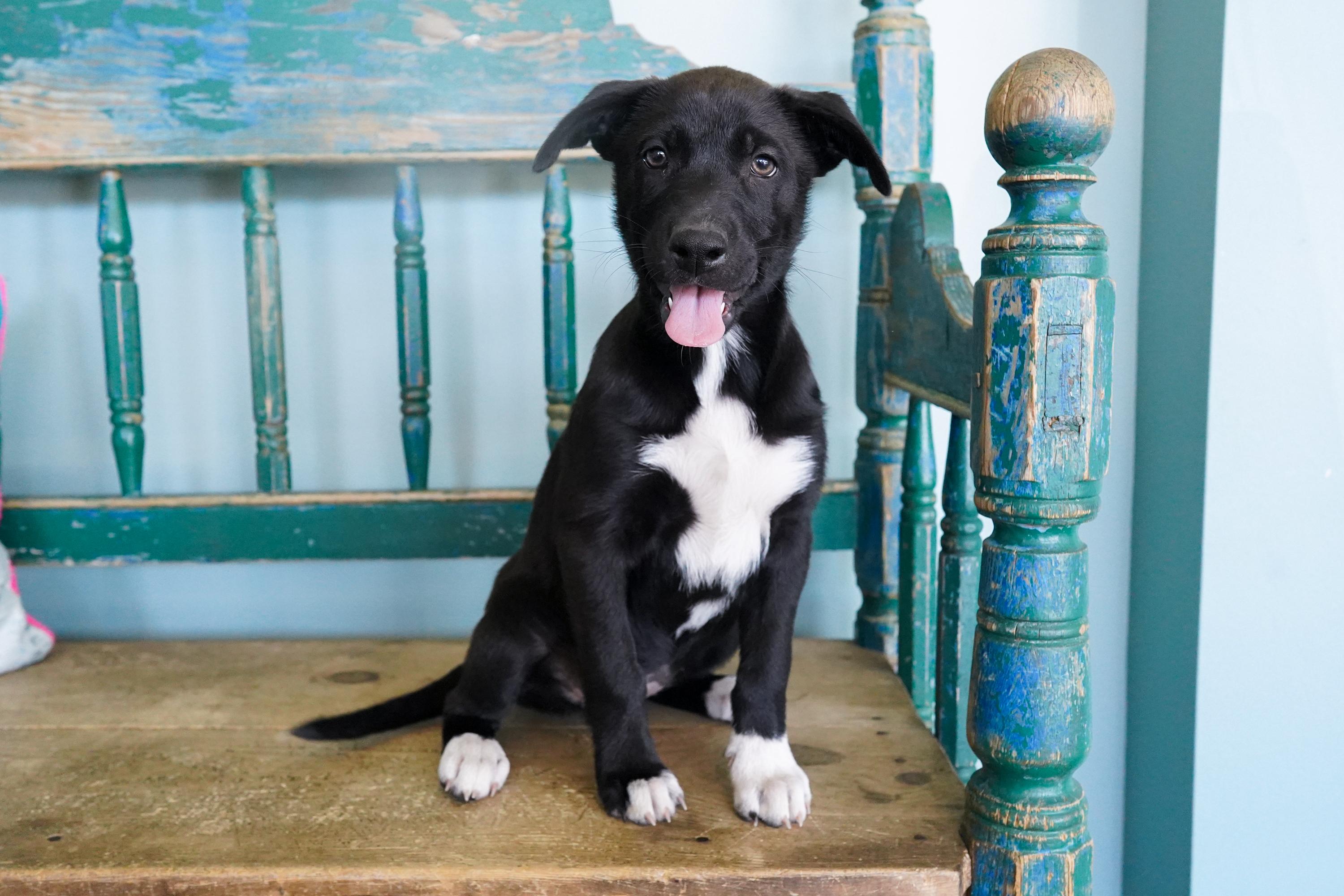 Enlarge Myna, an adoptable mixed breed in San Antonio, TX image 1/5