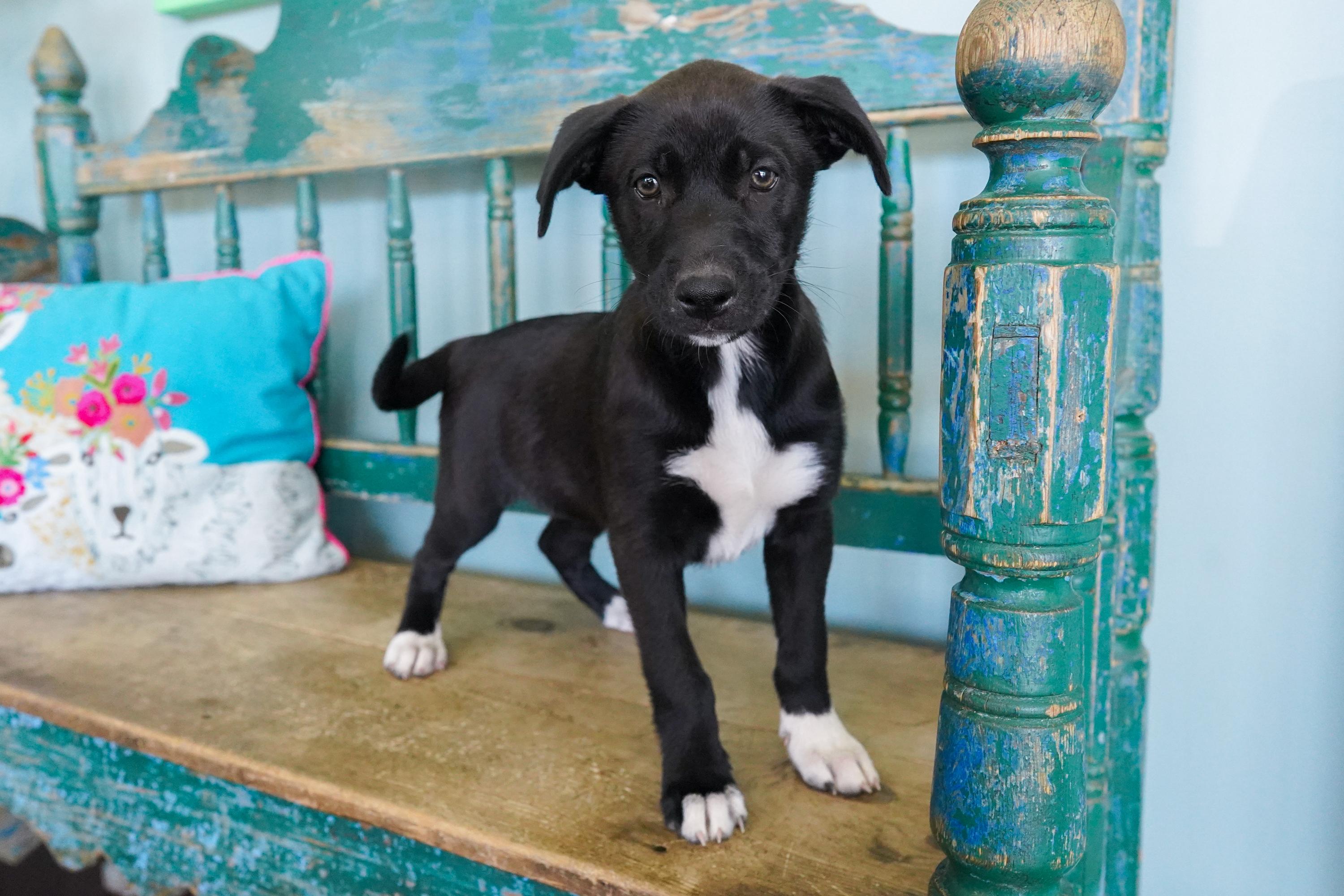 Enlarge Myna, an adoptable mixed breed in San Antonio, TX image 5/5