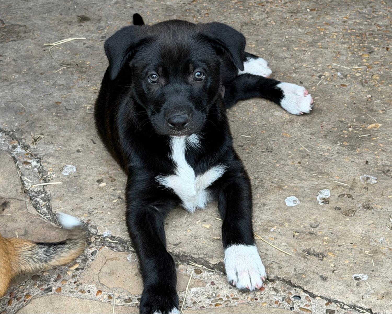Enlarge Myna, an adoptable mixed breed in San Antonio, TX image 2/5