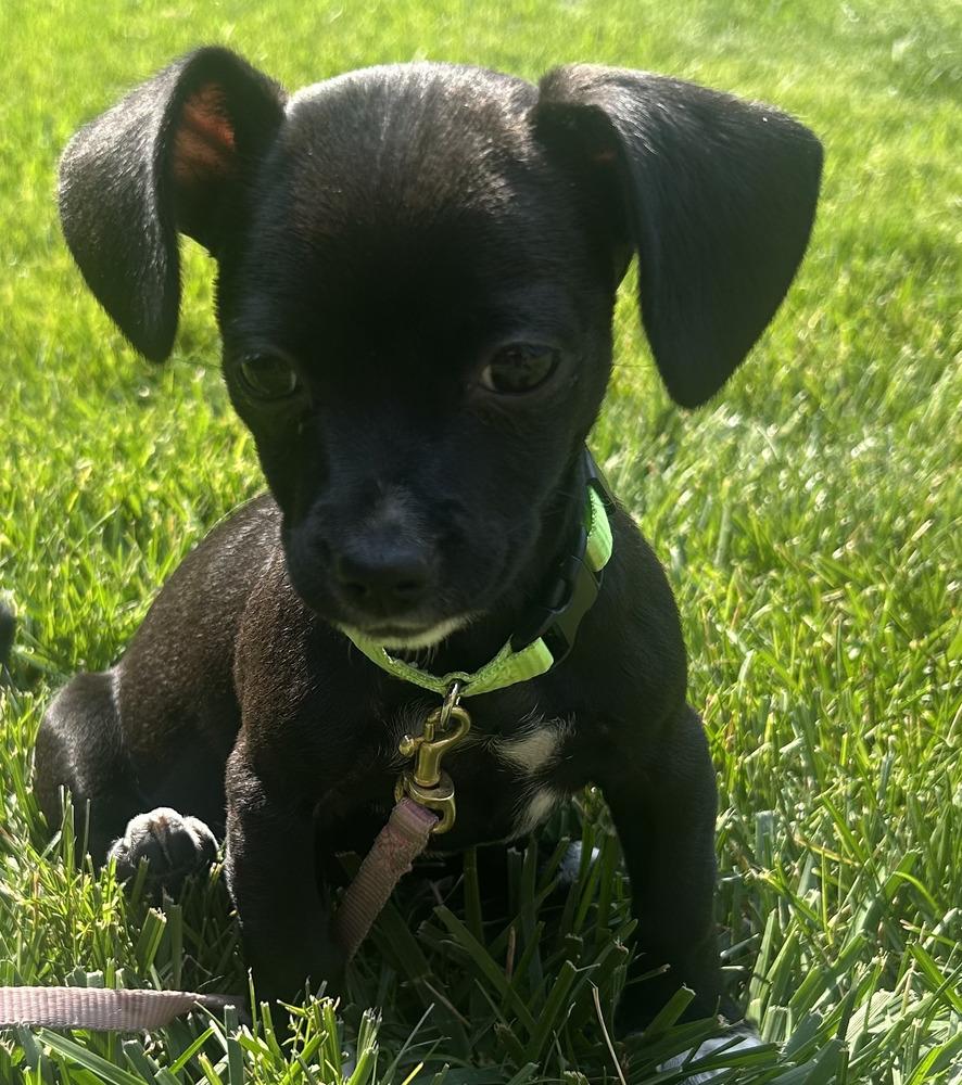 Madeira, Adoptable, Puppy Female Dachshund.