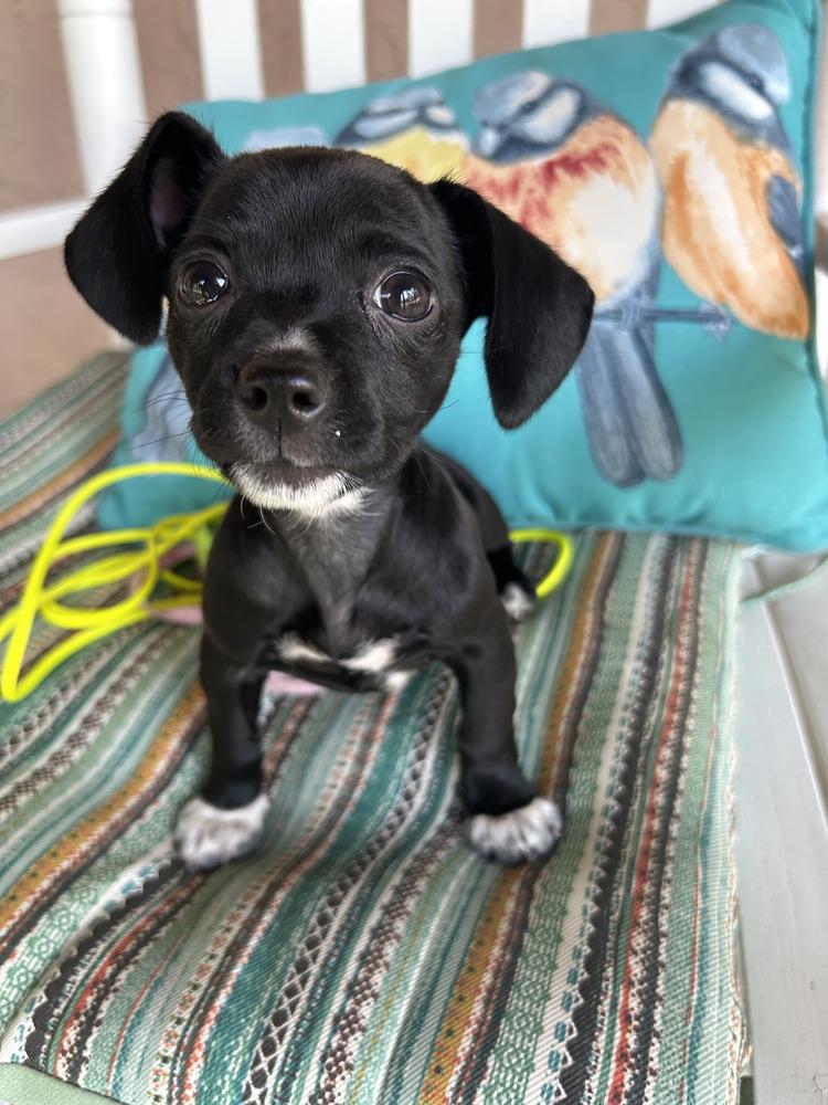 Madeira, a Adoptable mixed breed in Spokane, WA image 3/6