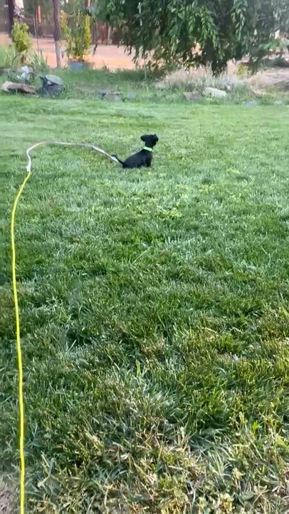 Enlarge Madeira, a Adoptable mixed breed in Spokane, WA video 5/6