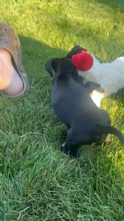 Enlarge Madeira, a Adoptable mixed breed in Spokane, WA video 6/6