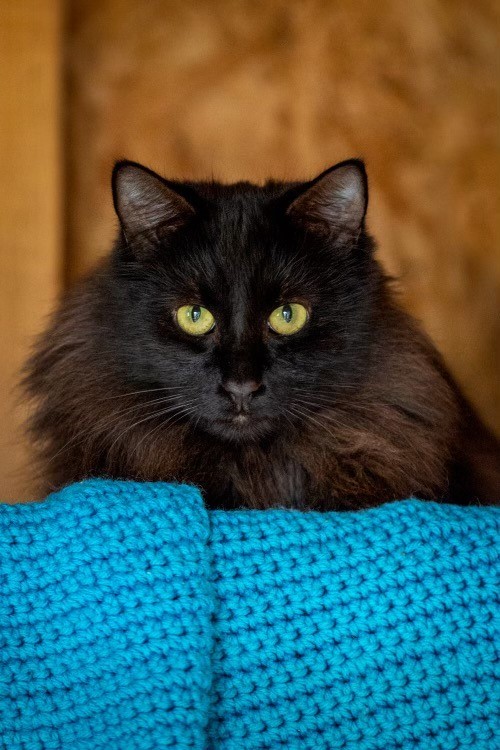 Dilly, a Adoptable Domestic Medium Hair in Haltom City, TX image 1/4