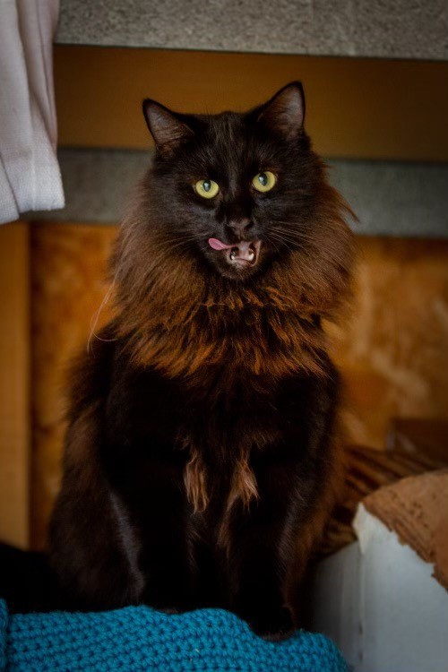 Dilly, a Adoptable Domestic Medium Hair in Haltom City, TX image 2/4