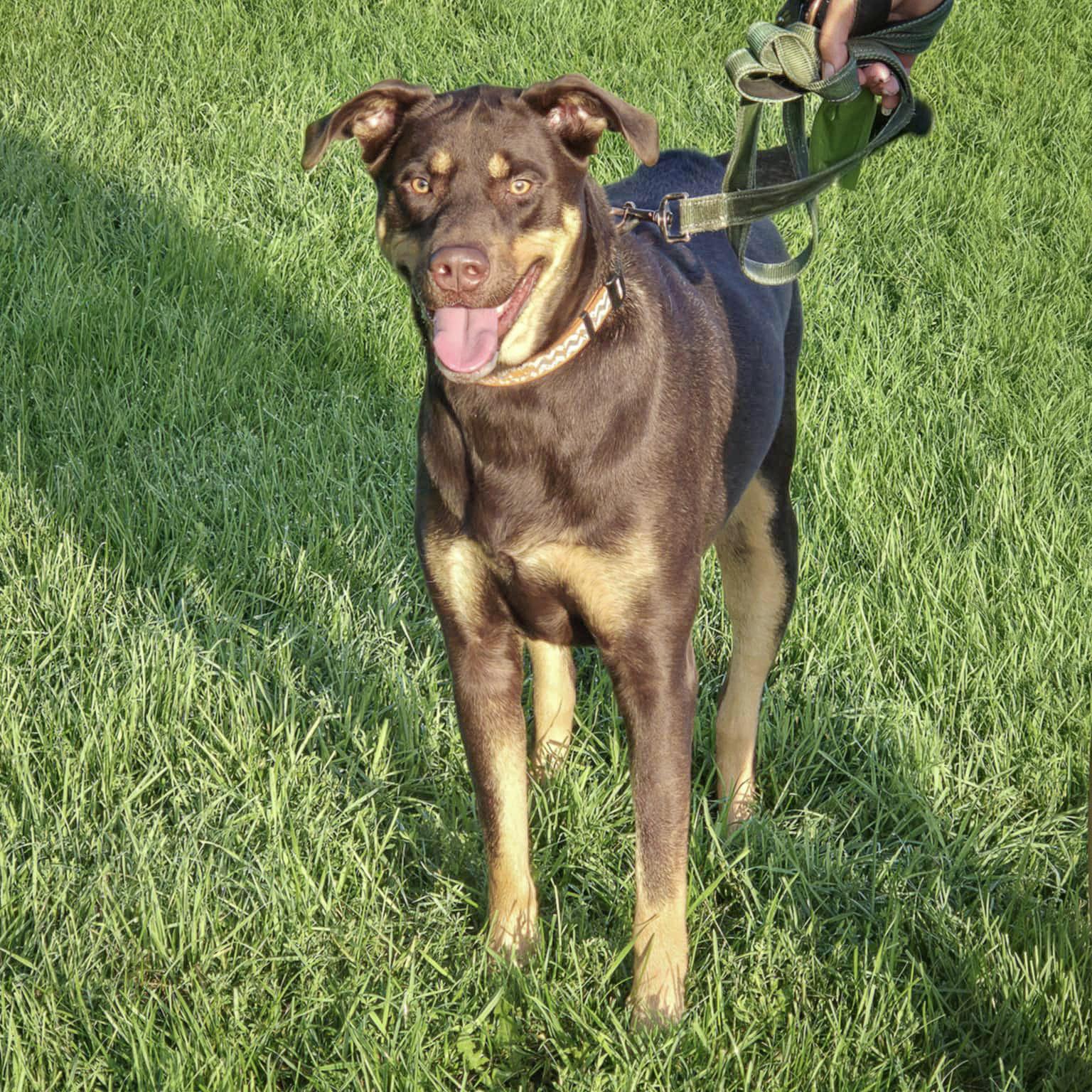 Reggie, an adoptable Doberman Pinscher in Huntley, IL, 60142 | Photo Image 2