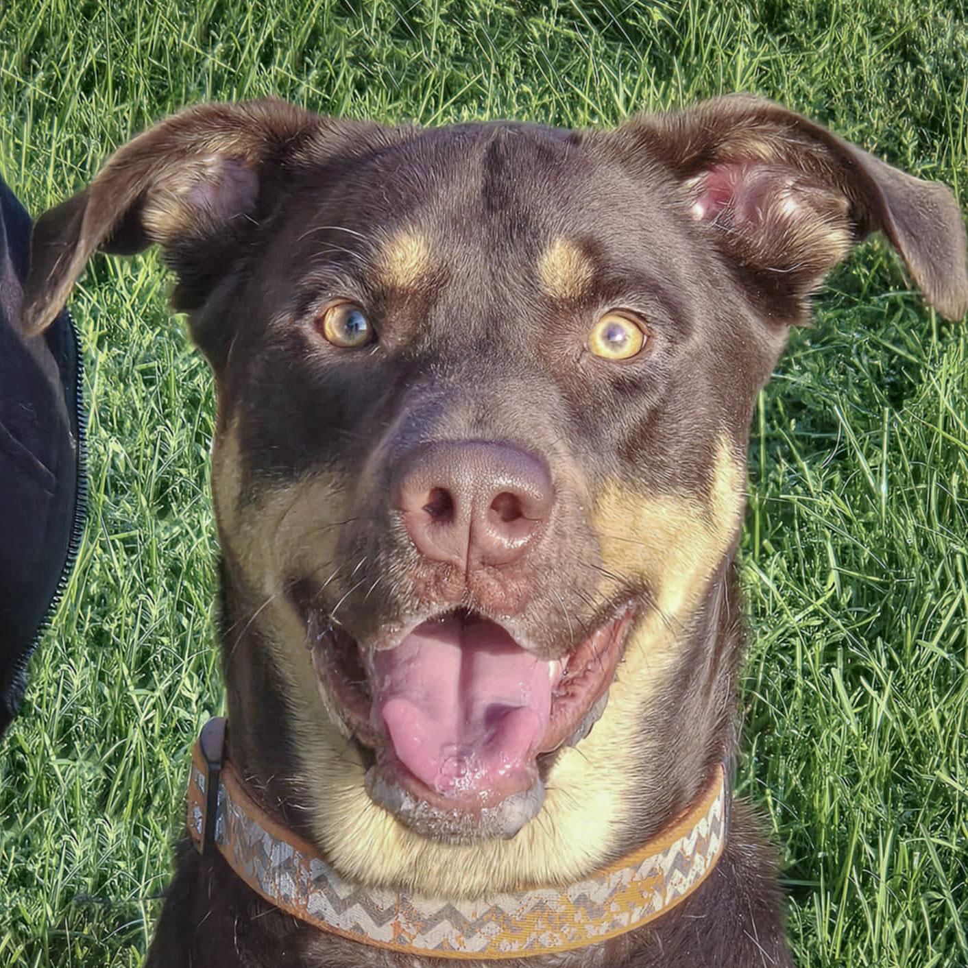 Reggie, an adoptable Doberman Pinscher in Huntley, IL, 60142 | Photo Image 1