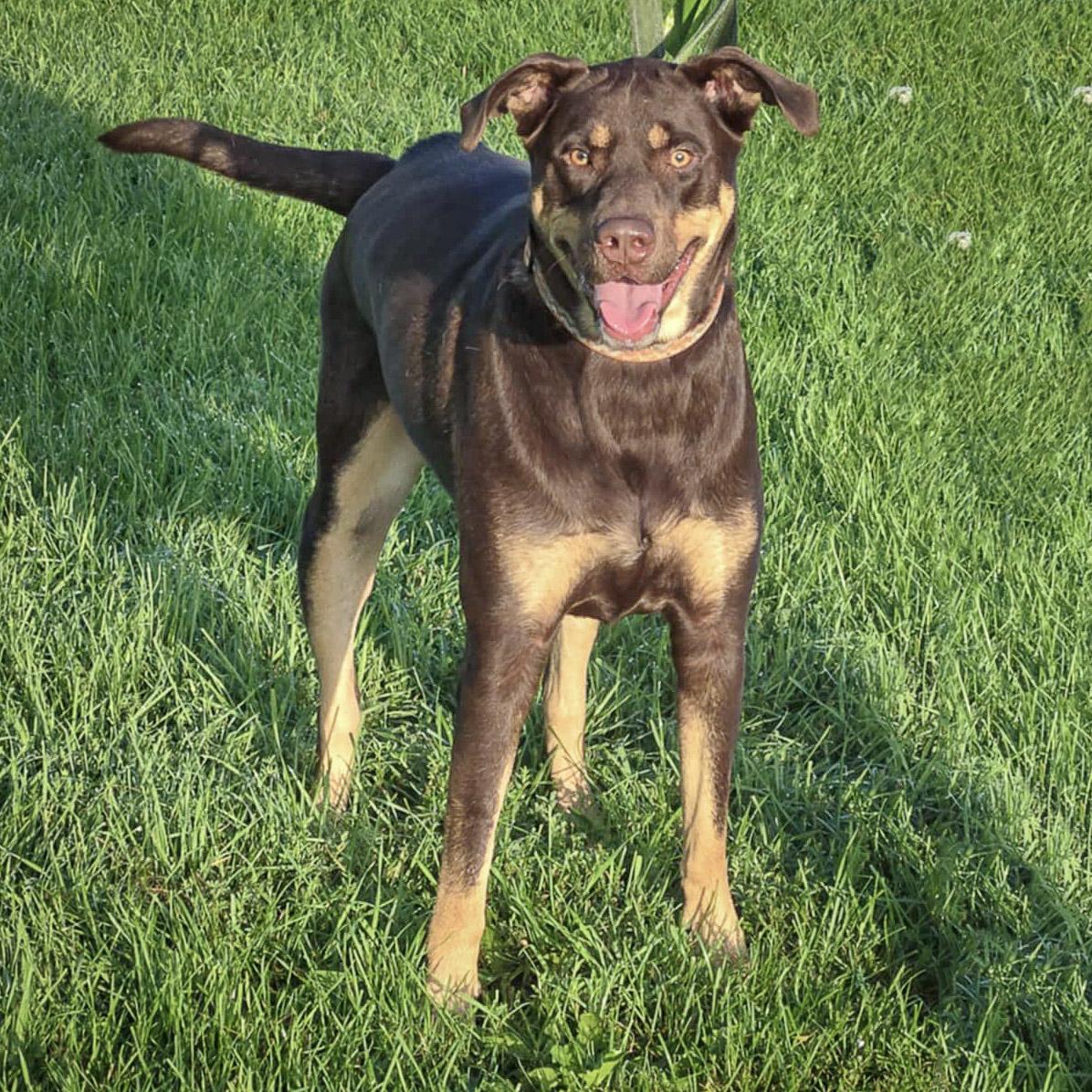 Reggie, an adoptable Doberman Pinscher in Huntley, IL, 60142 | Photo Image 4