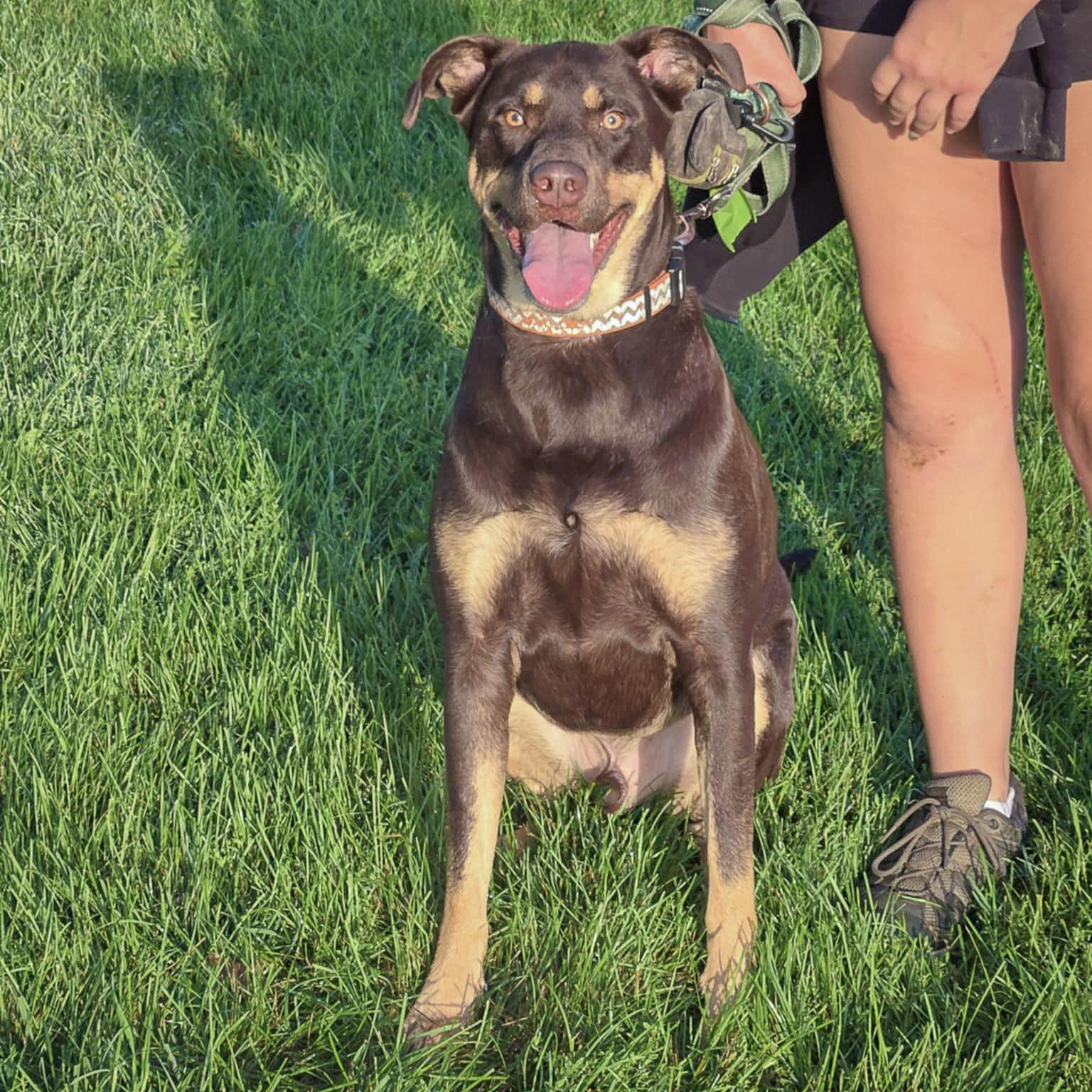 Reggie, an adoptable Doberman Pinscher in Huntley, IL, 60142 | Photo Image 3