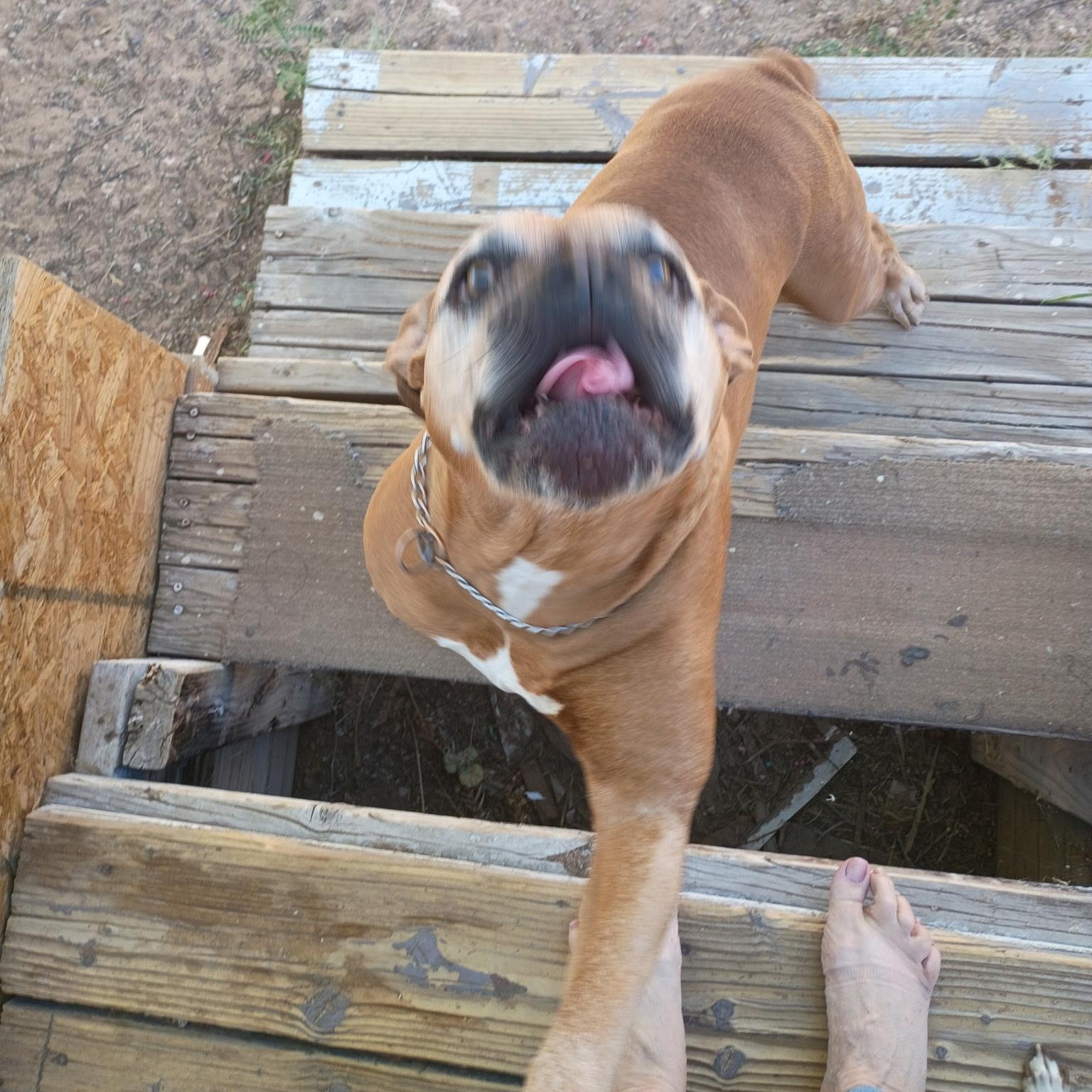 Enlarge Penney, a Adoptable Boxer in Tucson, AZ image 2/3