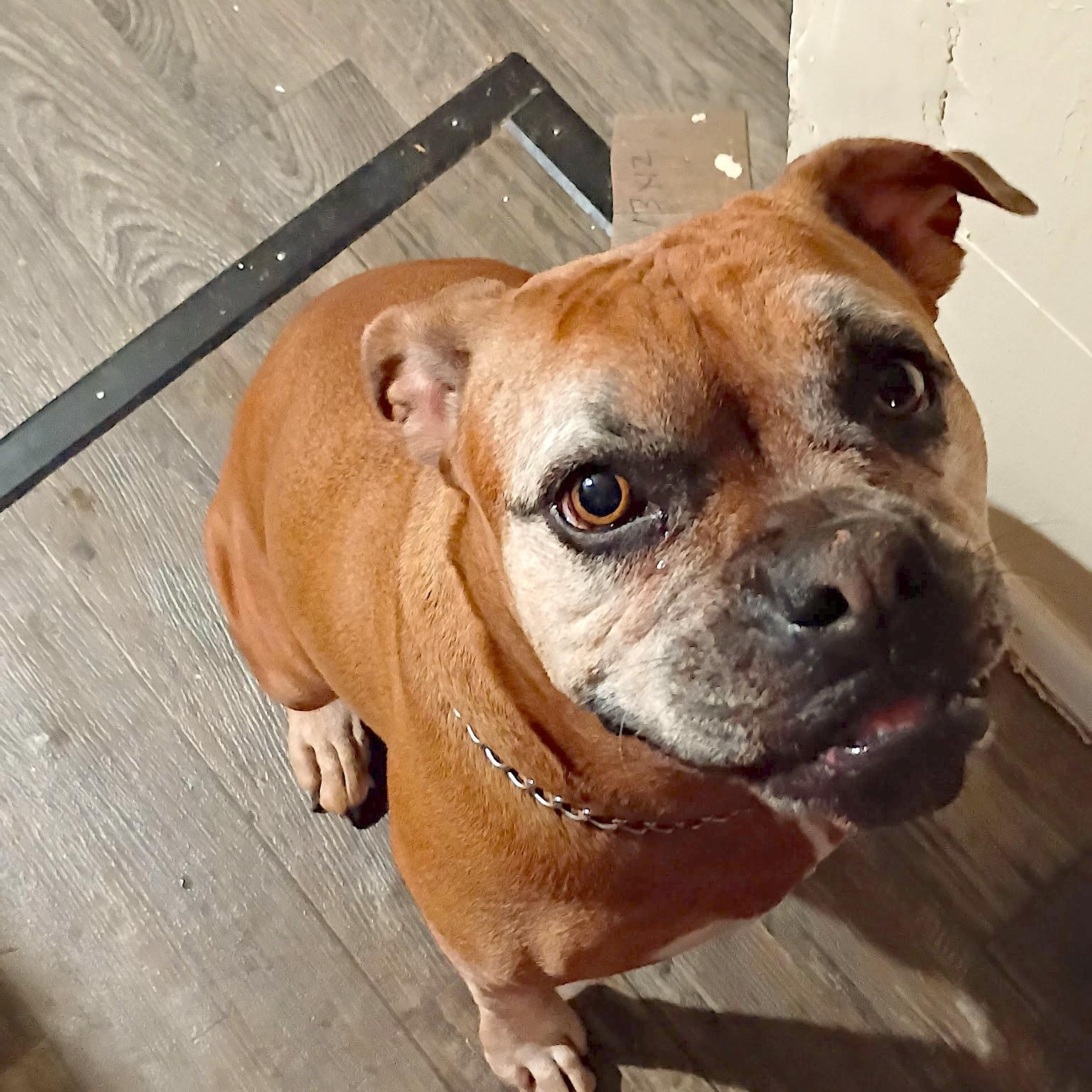 Penney, Adoptable, Adult Female Boxer.