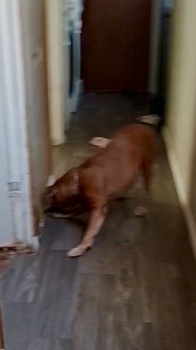 Enlarge Penney, a Adoptable Boxer in Tucson, AZ video 3/3