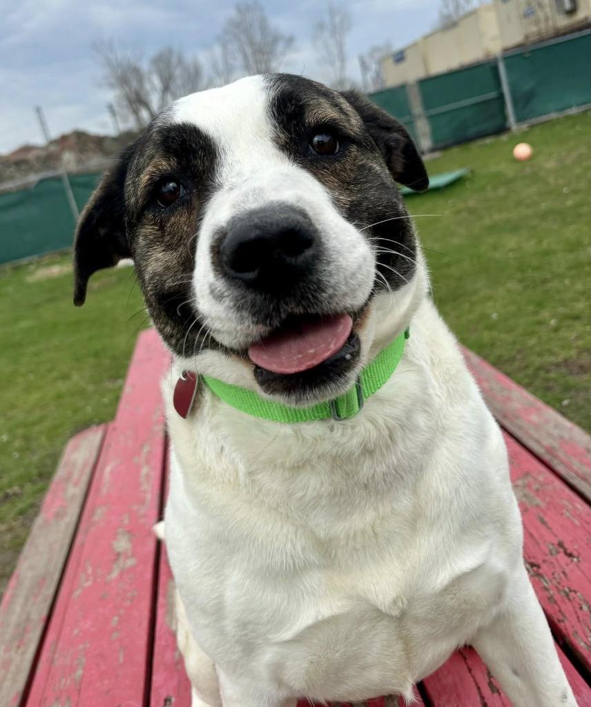 Enlarge Ava, a Adoptable mixed breed in Warren, MI image 1/6