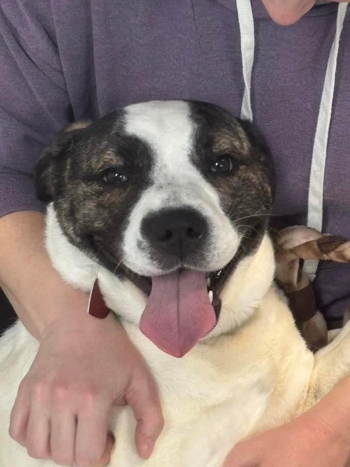 Ava, Adoptable, Young Female Mixed Breed.