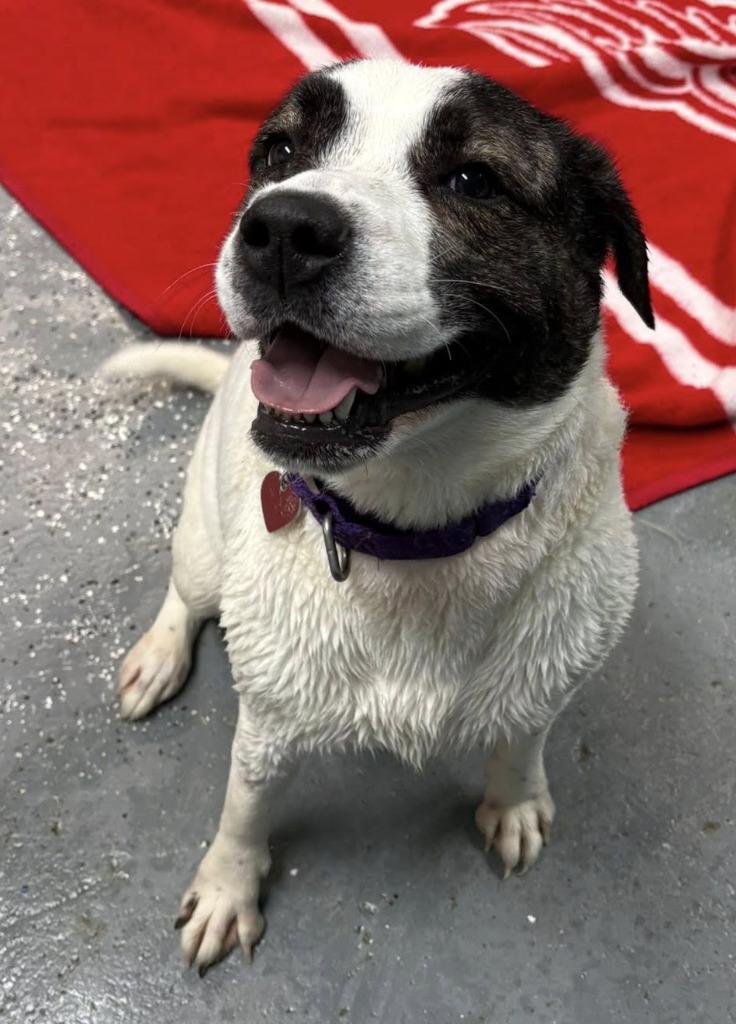 Enlarge Ava, a Adoptable mixed breed in Warren, MI image 2/6