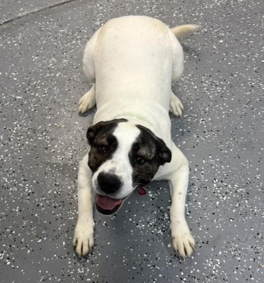 Enlarge Ava, a Adoptable mixed breed in Warren, MI image 3/6