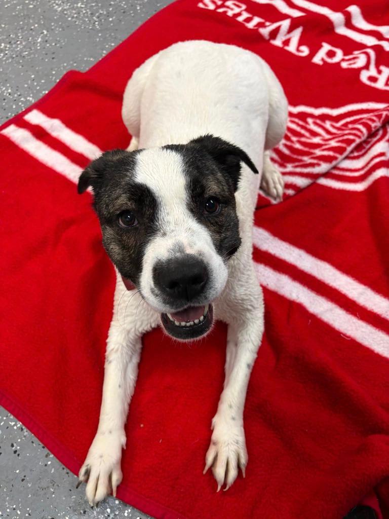 Enlarge Ava, a Adoptable mixed breed in Warren, MI image 4/6