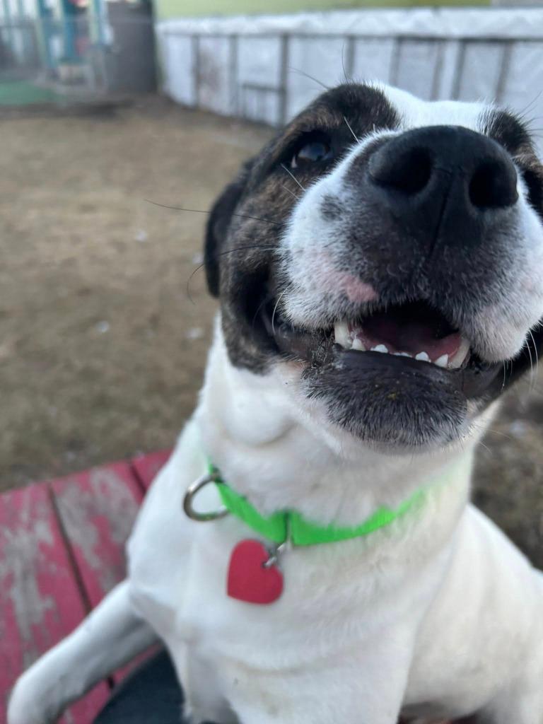 Enlarge Ava, a Adoptable mixed breed in Warren, MI image 5/6