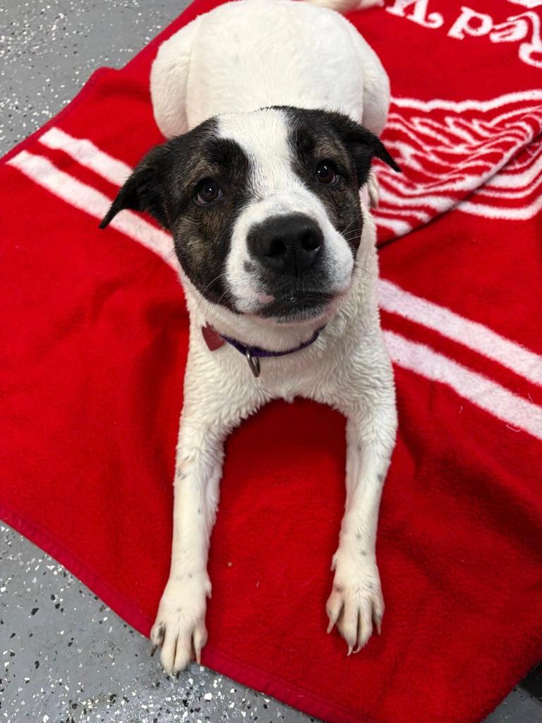 Enlarge Ava, a Adoptable mixed breed in Warren, MI image 6/6