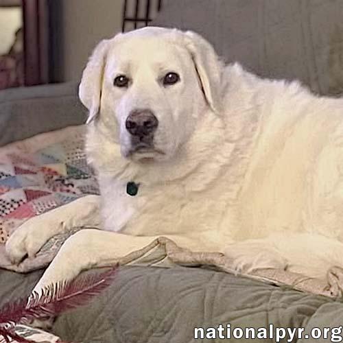 Dougie in OH - Gentle, Loving Homebody!, a Adoptable mixed breed image 1/4