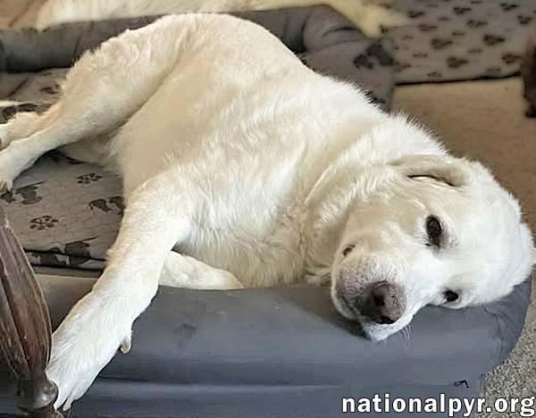 Dougie in OH - Gentle, Loving Homebody!, a Adoptable mixed breed image 4/4