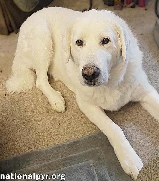 Dougie in OH - Gentle, Loving Homebody!, a Adoptable mixed breed image 2/4