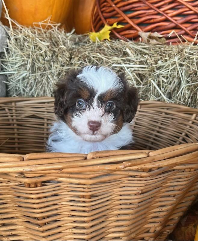 Enlarge CAPPUCCINO, a Adoptable mixed breed in Belmont, NY image 2/2