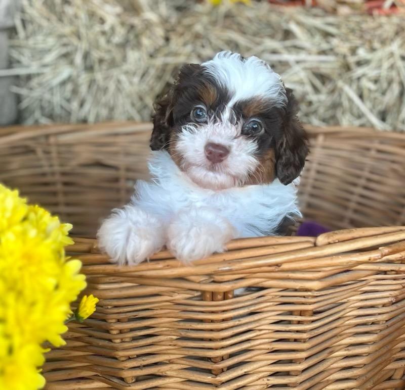 CAPPUCCINO, Adoptable, Puppy Female Miniature Poodle & Aussiedoodle.