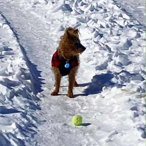 Enlarge London, an adopted Miniature Poodle in westport, CT image 3/3