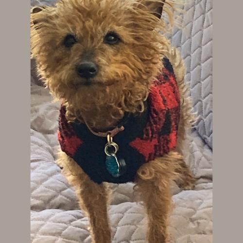 Enlarge London, an adopted Miniature Poodle in westport, CT image 2/3