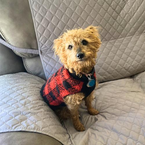 London, adopted, Adult Female Miniature Poodle.