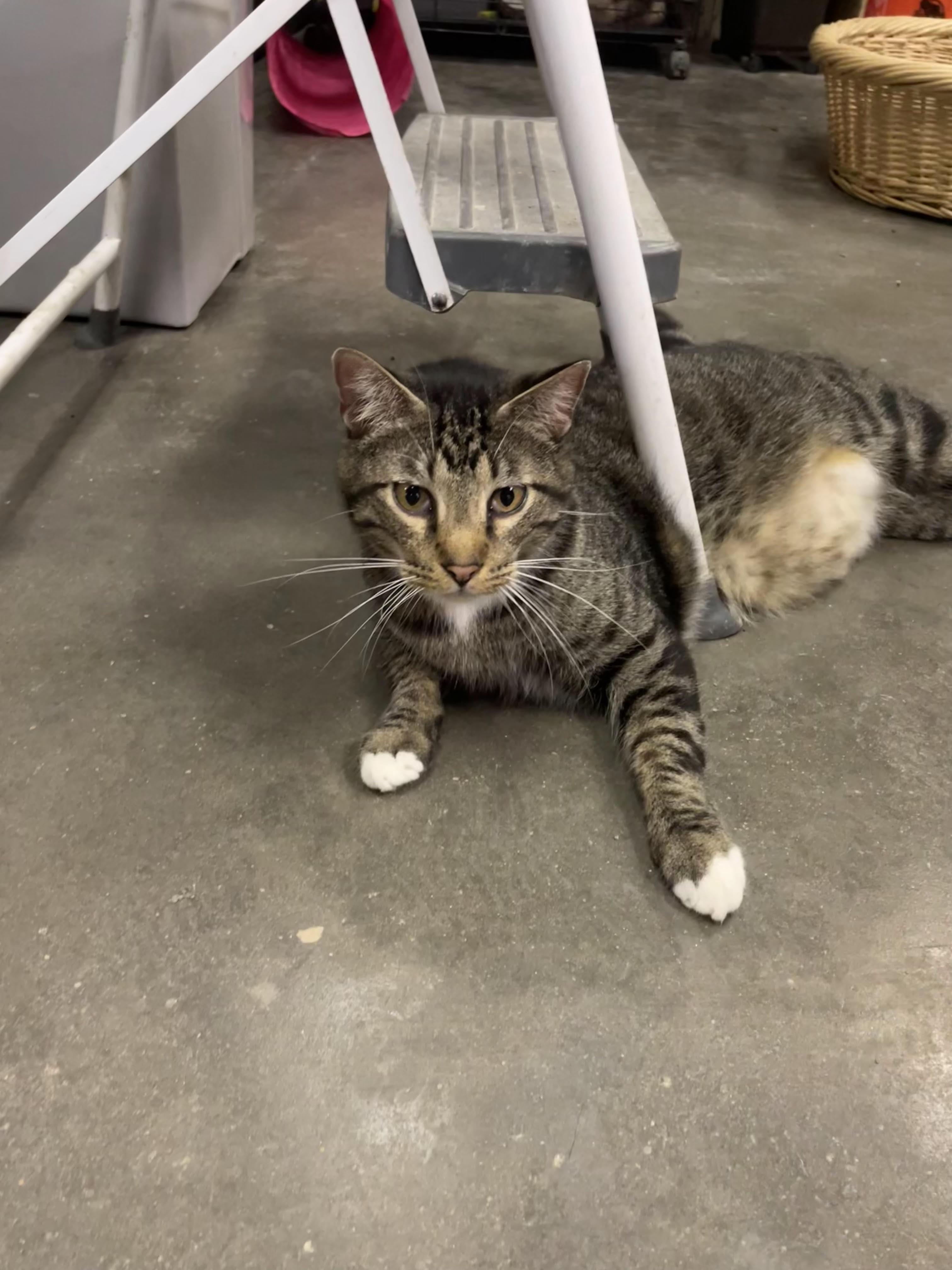 Enlarge ringo, a ADOPTABLE Domestic Short Hair in Leavenworth, KS image 1/1