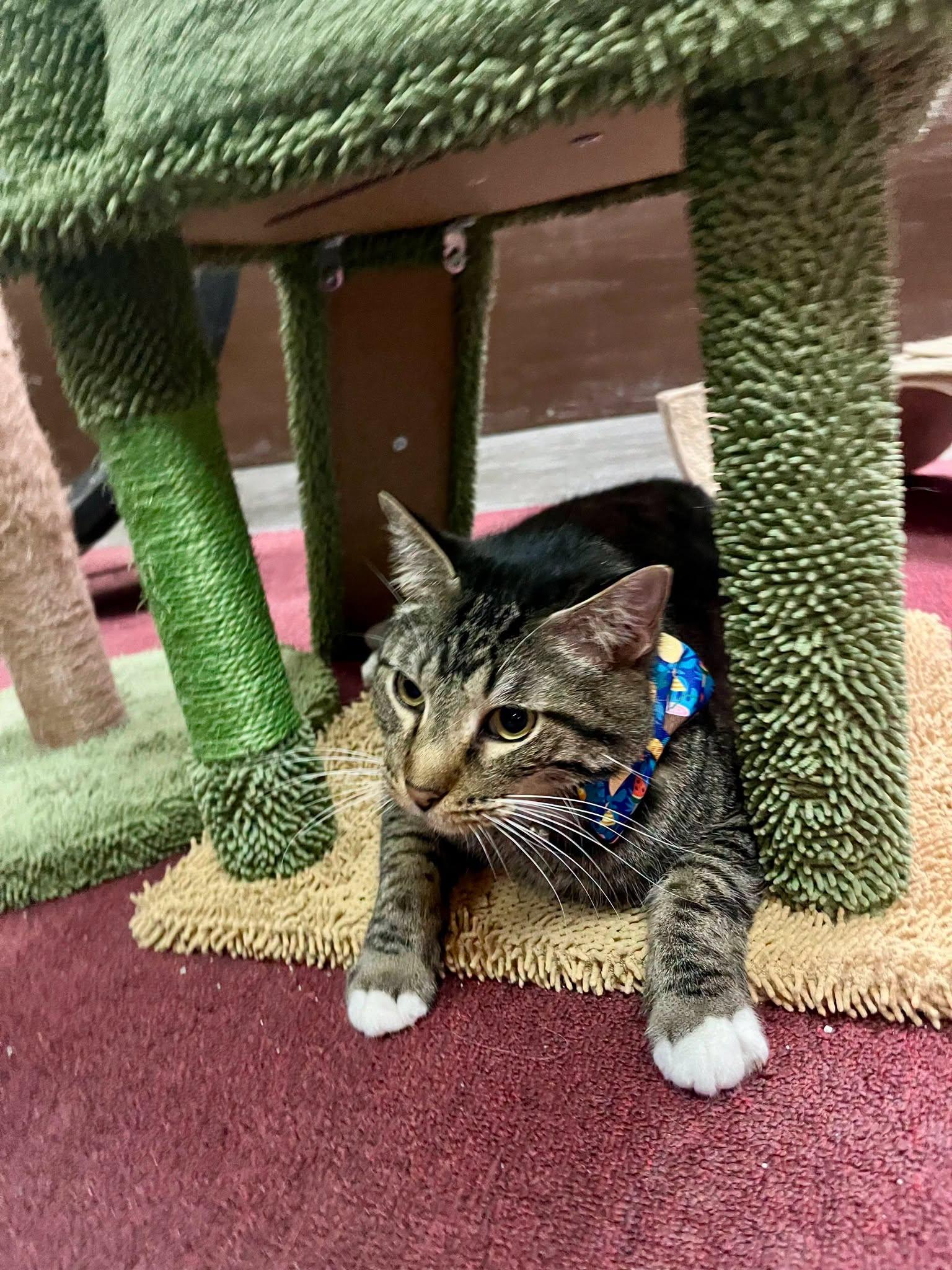 ringo, Adopted, Adult Male Tabby.