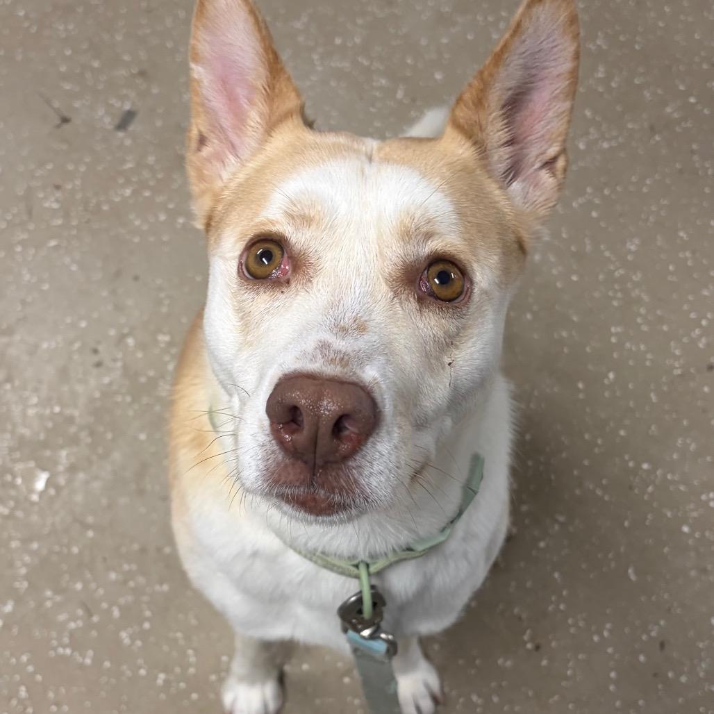 Enlarge Valkyrie, a Adoptable mixed breed in Edwardsville, IL image 1/6