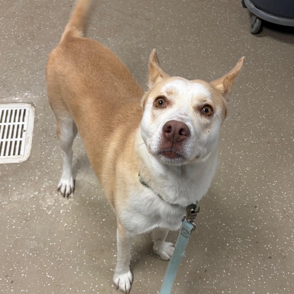 Enlarge Valkyrie, a Adoptable mixed breed in Edwardsville, IL image 2/6