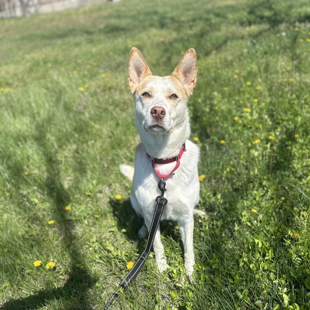 Enlarge Valkyrie, a Adoptable mixed breed in Edwardsville, IL image 3/6