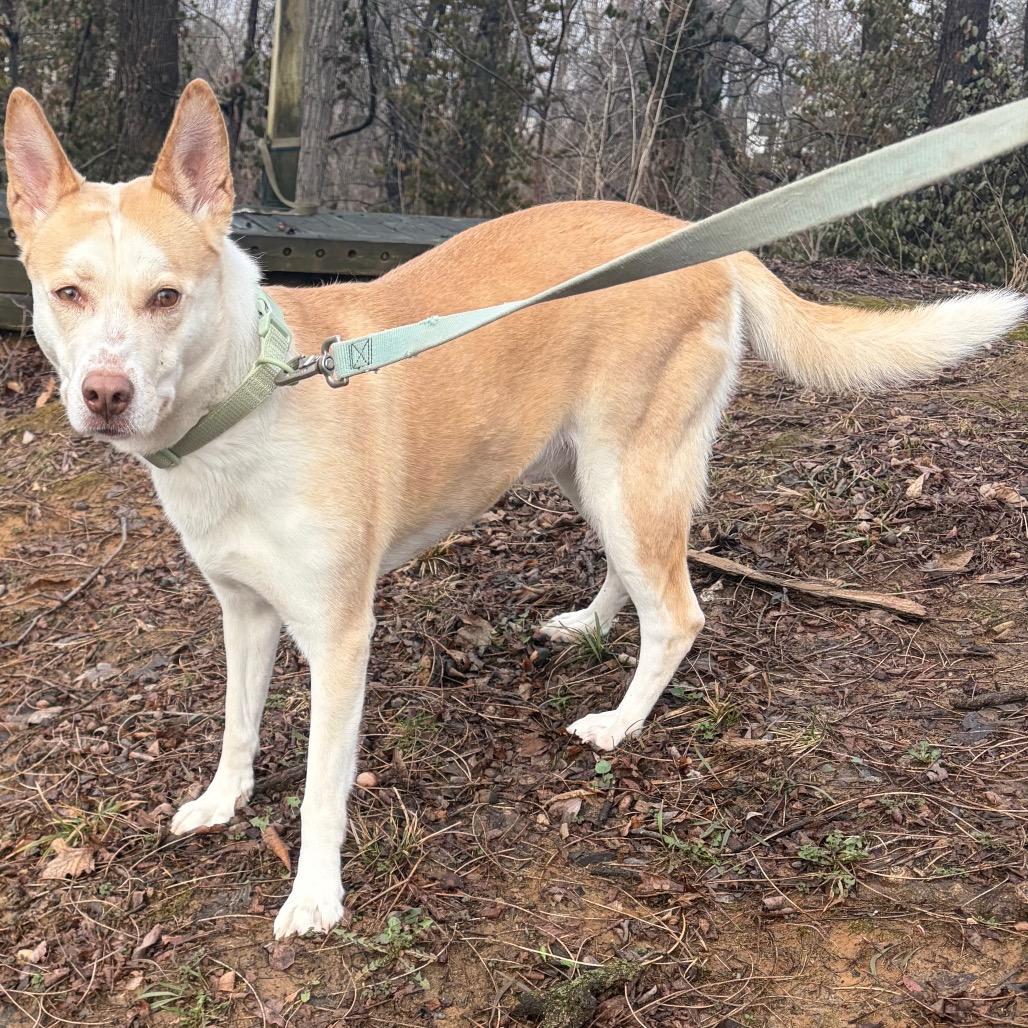 Enlarge Valkyrie, a Adoptable mixed breed in Edwardsville, IL image 4/6