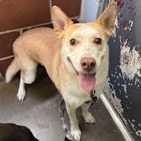 Enlarge Valkyrie, a Adoptable mixed breed in Edwardsville, IL image 5/6