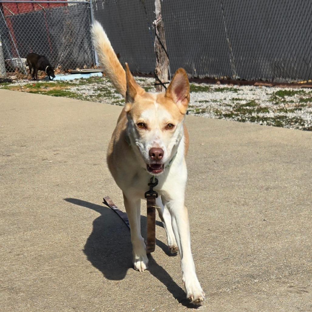 Enlarge Valkyrie, a Adoptable mixed breed in Edwardsville, IL image 6/6