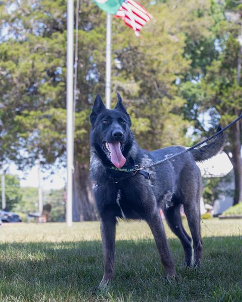 Bandit, a ADOPTABLE mixed breed in Powhatan, VA image 3/4