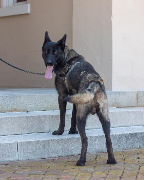 Bandit, a ADOPTABLE mixed breed in Powhatan, VA image 1/4