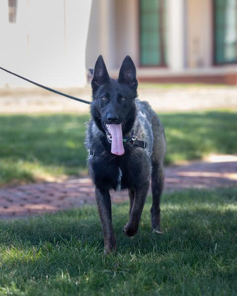 Bandit, a ADOPTABLE mixed breed in Powhatan, VA image 4/4
