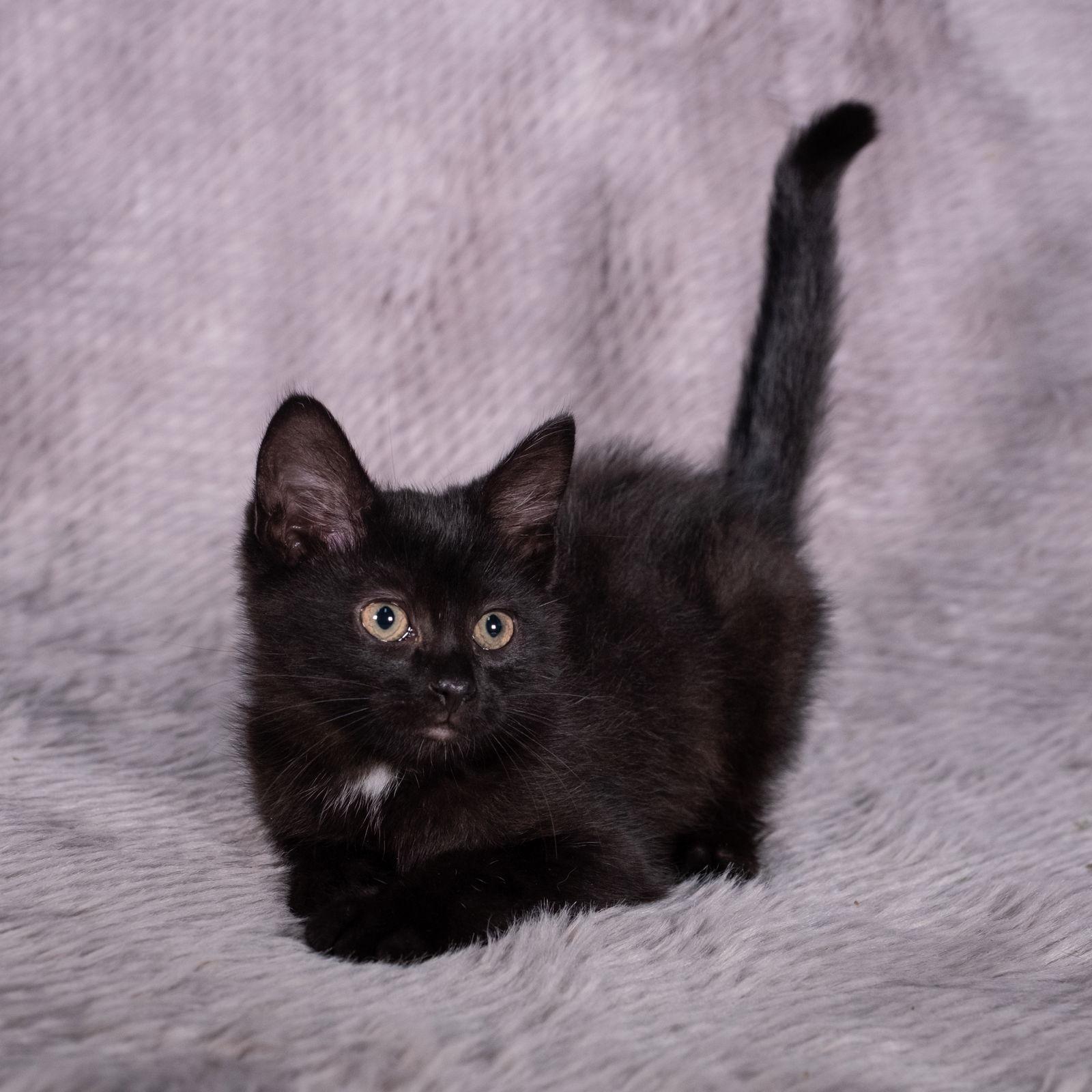 Enlarge Santa Maria - Andrea foster, a Adoptable Domestic Medium Hair in Social Circle, GA image 1/3