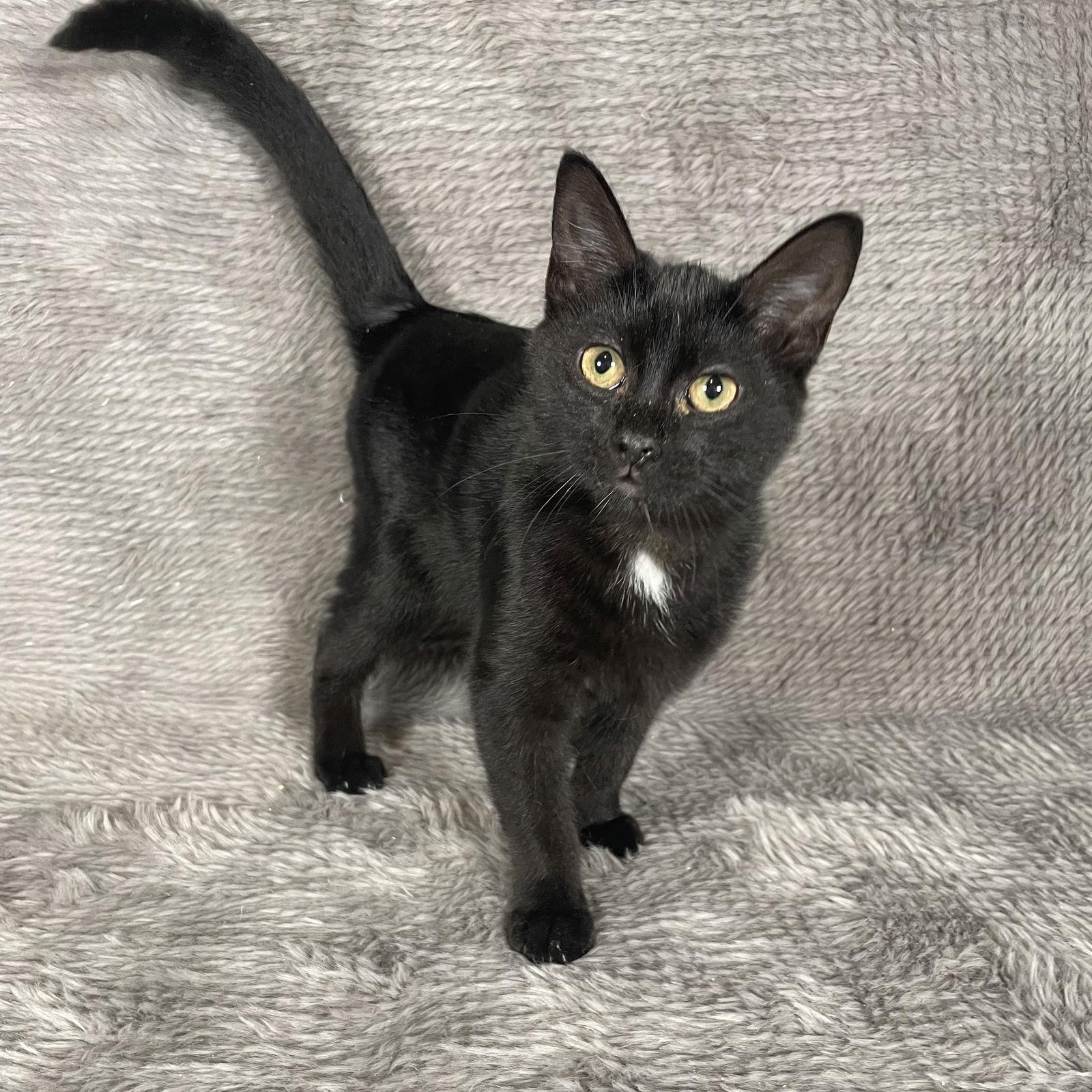 Enlarge Santa Maria - Andrea foster, a Adoptable Domestic Medium Hair in Social Circle, GA image 2/3