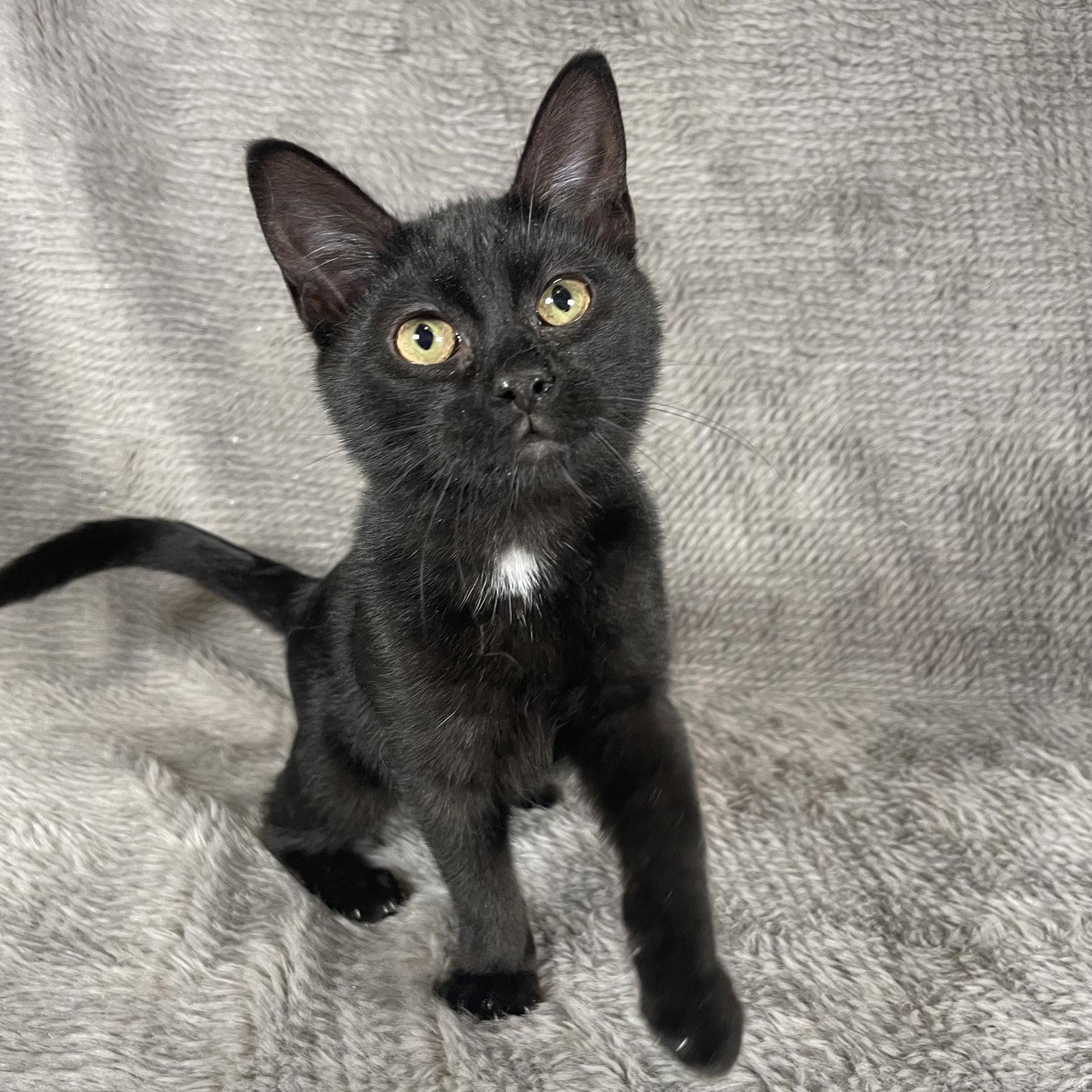 Enlarge Santa Maria - Andrea foster, a Adoptable Domestic Medium Hair in Social Circle, GA image 3/3