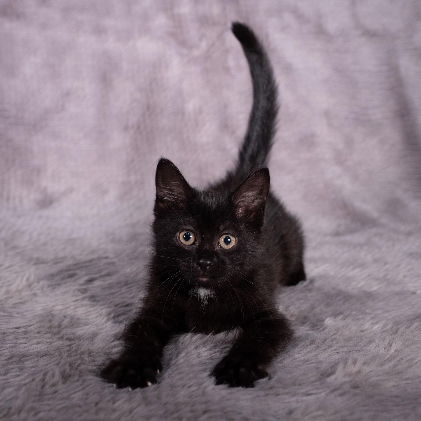 Enlarge Santa Maria - Andrea foster, a Adoptable Domestic Medium Hair in Social Circle, GA image 3/3