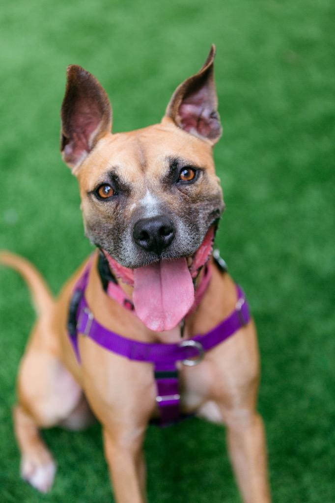 Sammy, Adoptable, Adult Female Boxer & Black Mouth Cur.