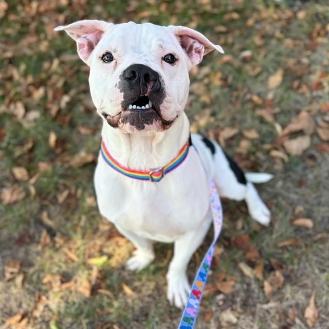 Enlarge KIMBER, a Adoptable mixed breed in Minneapolis, MN image 1/1