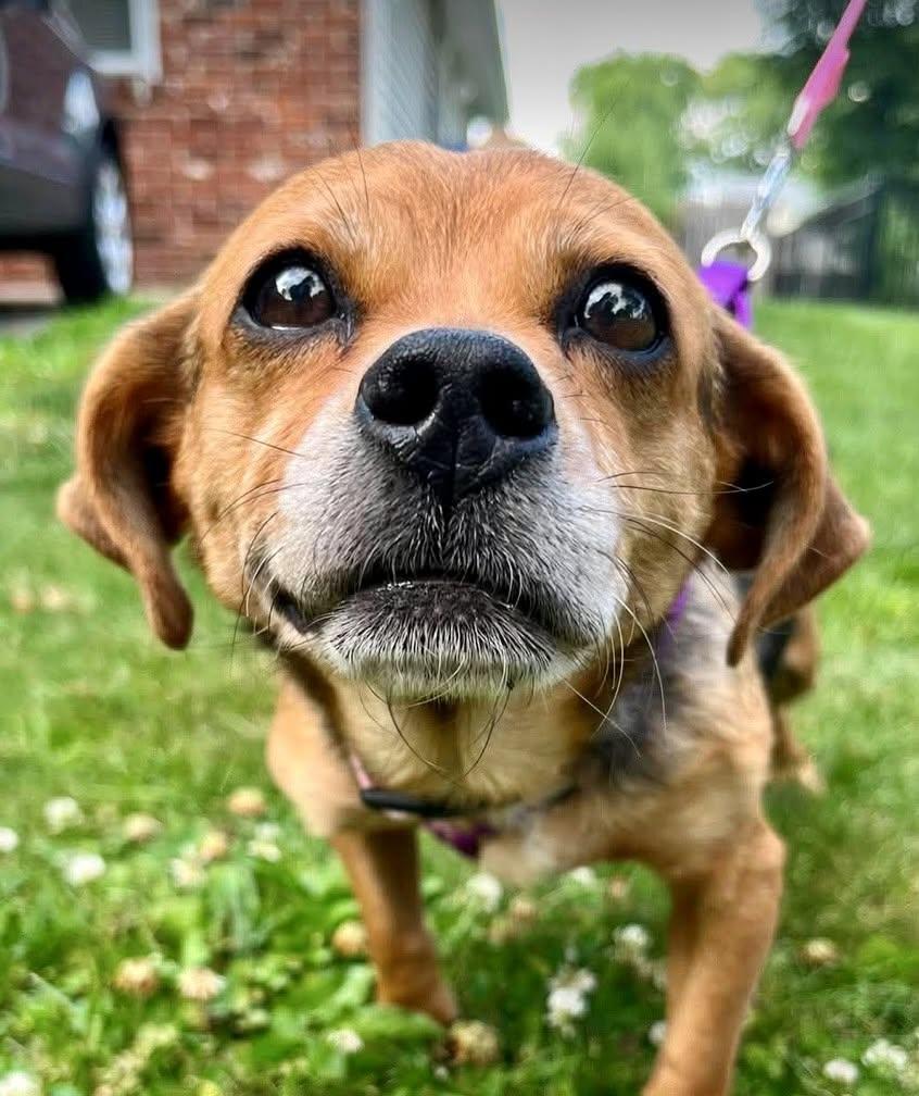 Enlarge Amy, a Adopted Beagle in Blackwood, NJ image 3/3